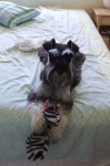 image of miniature_schnauzer