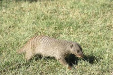 image of mongoose #3