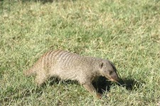 image of mongoose