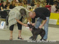 image of staffordshire_bullterrier