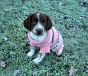 image of english_springer