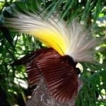 image of bird