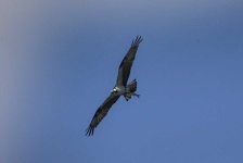 image of animal