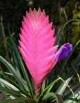 image of flower