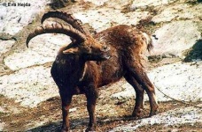 image of ibex #0