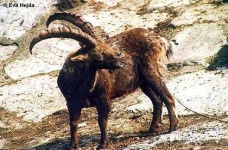 image of ibex