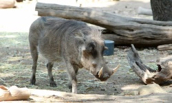 image of pig #5