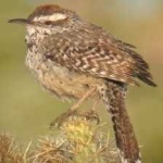 image of bird