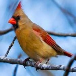 image of bird