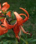 image of flower