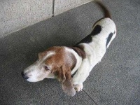 image of basset