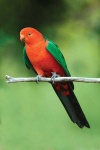 image of parrot #18