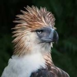 image of bird