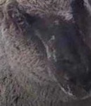 image of animal