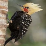 image of bird
