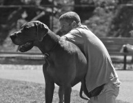 image of great_dane