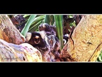 image of titi