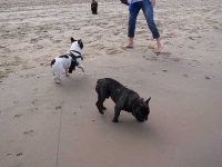 image of french_bulldog