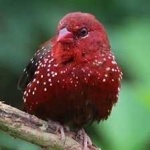 image of strawberry_finch #24