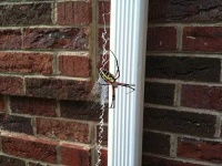 image of black_and_gold_garden_spider