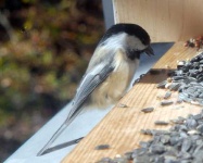 image of chickadee