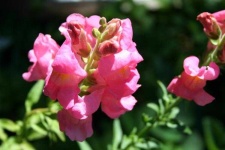 image of flower