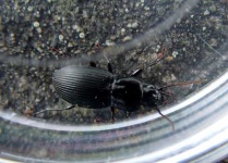 image of ground_beetle #34