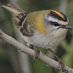 image of bird