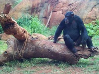 image of chimpanzee