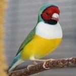 image of bird