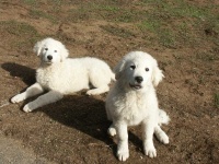 image of kuvasz