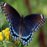 image of animal