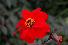 image of flower