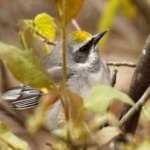 image of bird