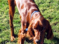 irish_setter