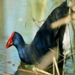image of bird