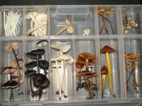 image of mushroom