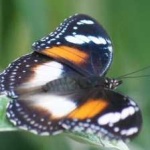 image of animal