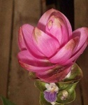 image of flower