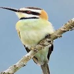 image of white_throated_bee_eater #19
