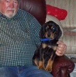 image of black_and_tan_coonhound