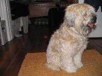 image of wheaten_terrier #18