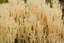 image of coral_fungus