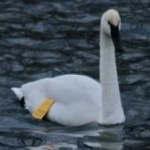 image of bird