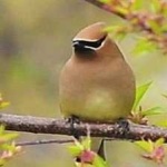 image of bird