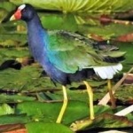 image of purple_gallinule