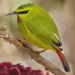 image of bird