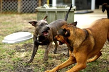image of american_staffordshire_terrier