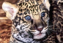 image of cougar