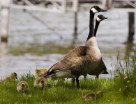 image of goose
